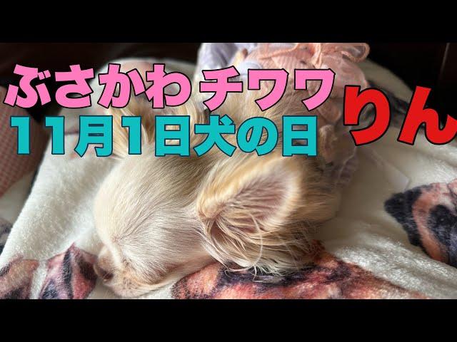 ぶさかわチワワりん。生後298日【vlog】