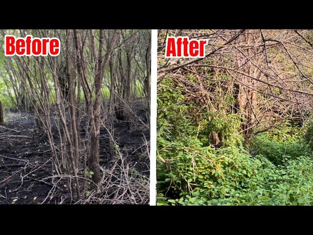 Habitat Restoration - Removing Buckthorn to create more browse and bedding