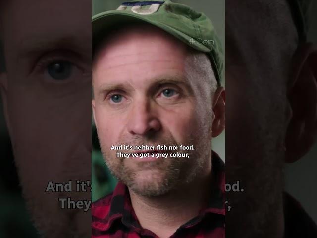 The harsh reality of fish farming