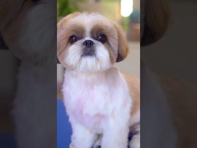 Shih Tzu puppy grooming️️ Transform into a Teddy bear!