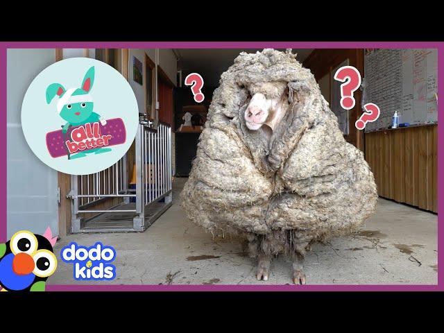 All Better — Watch This Sheep Get 80 POUNDS Of Wool Shaved Off! | All Better | Dodo Kids