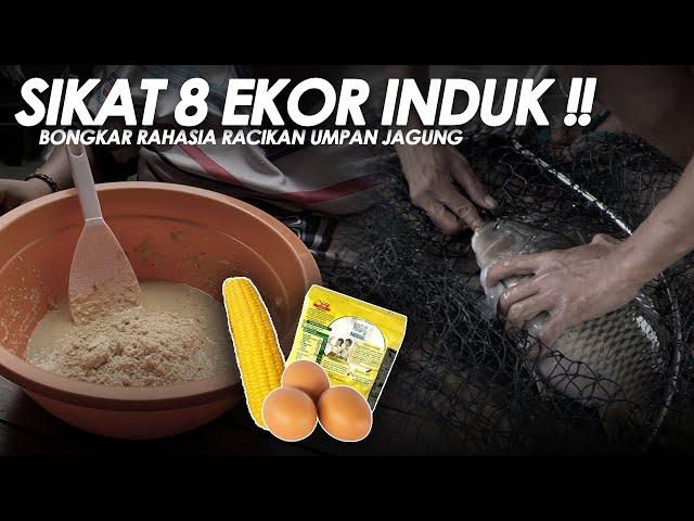 SADIS LANGSUNG DAPET 8 EKOR INDUK PAKE UMPAN DARI JAGUNG !! TERNYATA BEGINI CARA BUATNYA|| Am#525