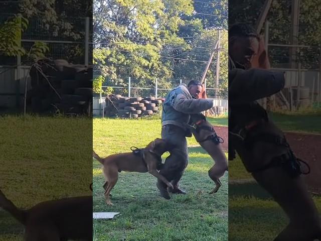 Double attack‼️#STRAZHODESSA Belgian Shepherd Malinois Training Odessa 2024