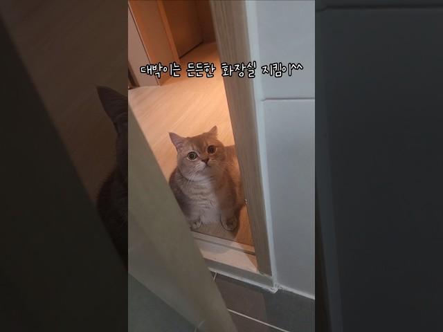 든든한 화장실 보디가드 #cat #shorts