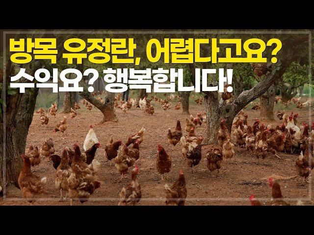 3천평 배밭에서 4천마리 닭을 키우면? 살충제를 사용하지 않는 유정란 생산이 가능할까?