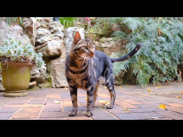 Cats animal #2024.movement.and funny   cats videos