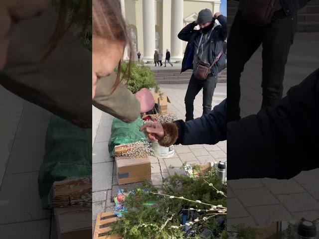 Juniper branches are popular in Palm Sunday #juniper #vilnius #chojus