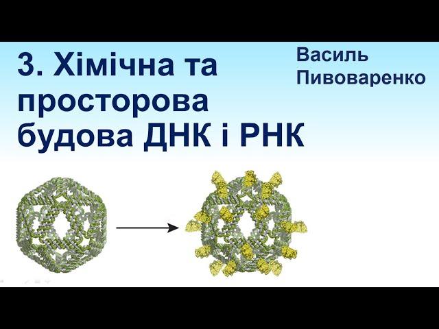 3. Хімічна та просторова будова ДНК і РНК