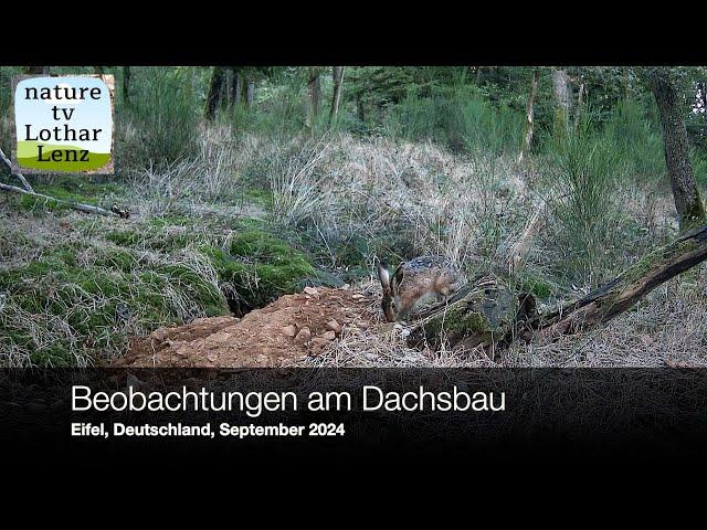 Beobachtungen am Dachsbau im Eifelwald. September 2024. Coolifepro PH960W