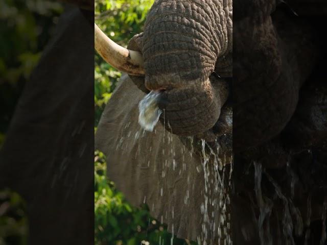 Water coming out from Elephant's broken trunk