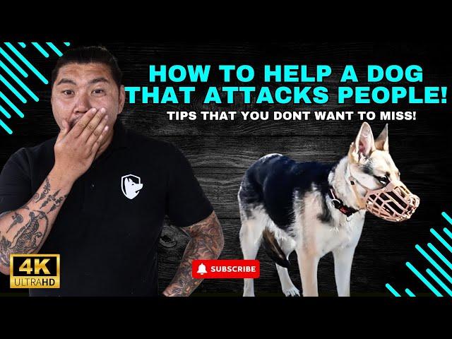 Fixing  A Dog With a BITE HiSTORY! Aggressive Dog Training That Actually Works!