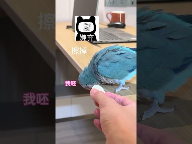 I 've seen bird scholars  but I 've never seen such outrageous learning!# Parrot# Cute