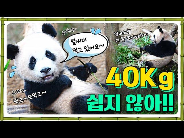 40Kg 쉽지 않아.. 후이바오 먹방모드 On!!  | 간절한 송바오님.. 러바오 쫌! 일어나!!‍️ #RuiBao #HuiBao #AiBao #LeBao #SongBao