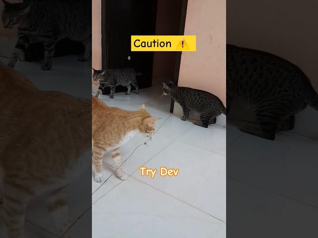 This path is closed for maintenance -  by paws, claws, and general chaos............