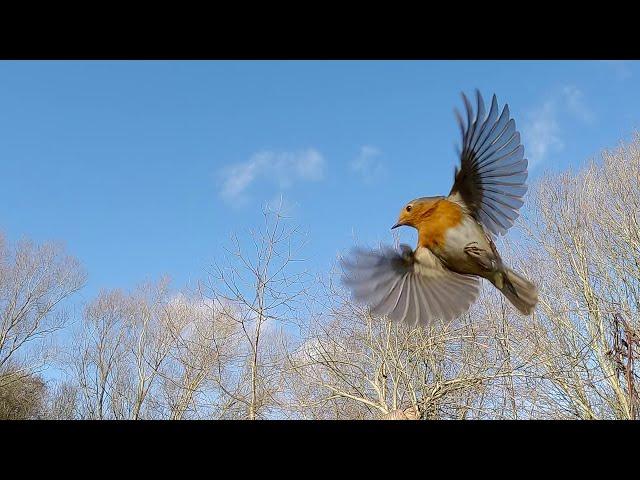 Robins in slow motion - UHD 4K