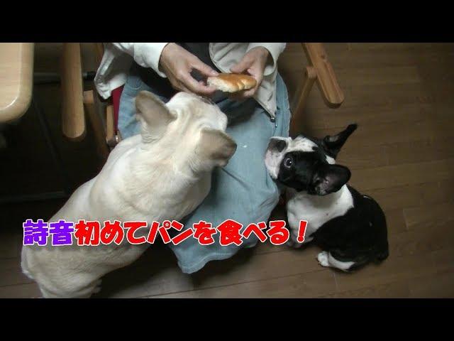 詩音が初めてパンを食べる時！When Shion eats bread for the first time!