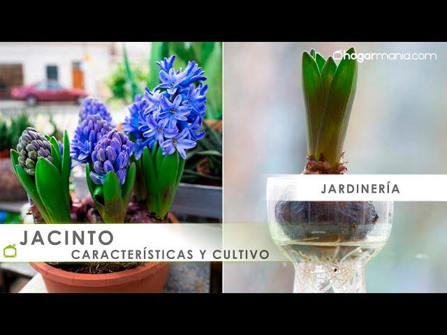 Cómo plantar bulbos de JACINTO ¡Aprende sus características!  Hogarmania