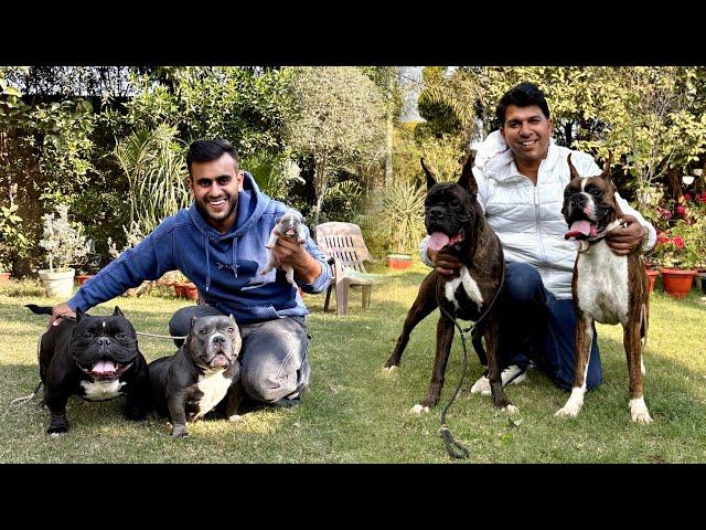 Exotic Boxer & American Bully in Haryana