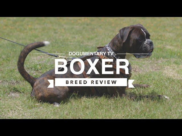 BOXER BREED REVIEW