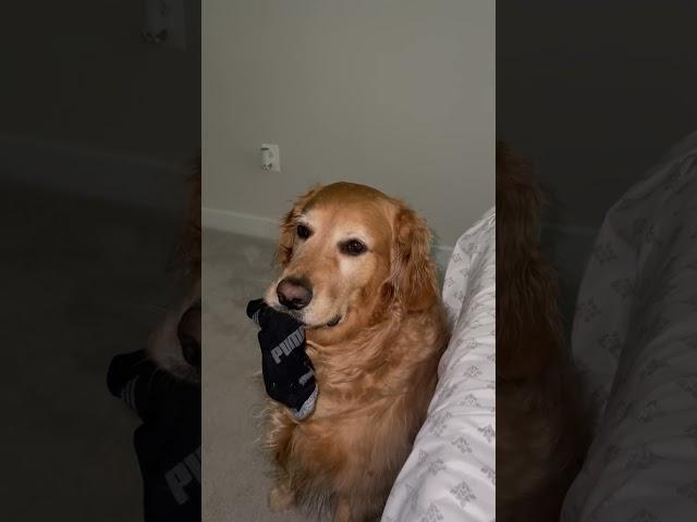 Yup that’s why I have to buy socks often #lovegoldens #goldens #puppy #goldenretriever #doglover