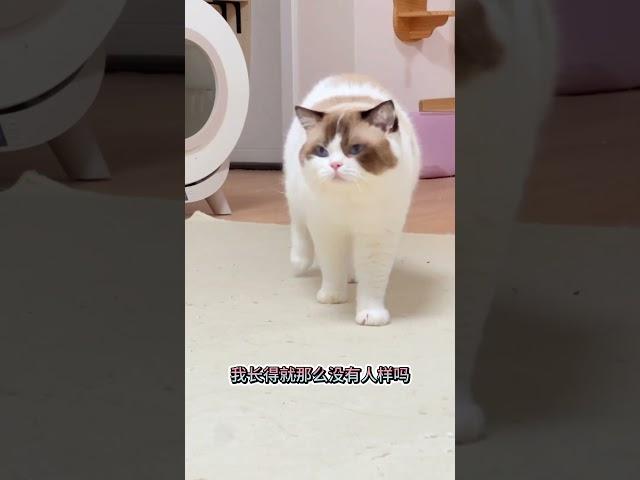 这孩子说话太扎心了... #萌宠 #抖in萌宠计划 #万物可爱计划 #猫