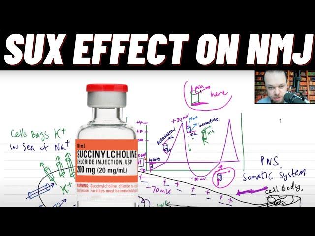 Neuromuscular Junction NMJ Action Potential, Effect of Succinylcholine and Hyperkalemia on NMJ