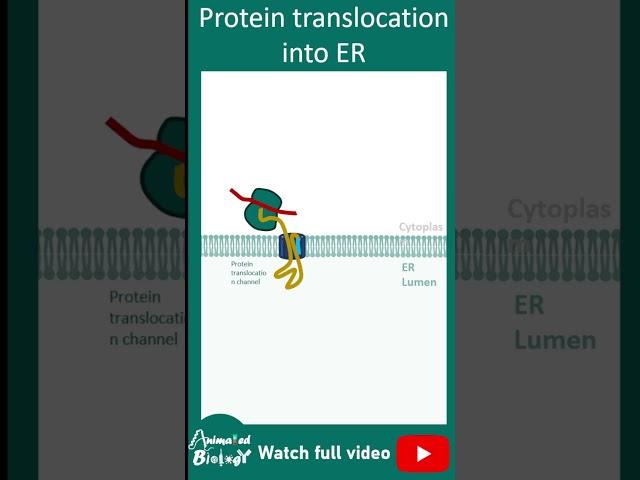 protein translocation into ER | co-tranlational tranlocation of protein into ER | 1 minute cell bio