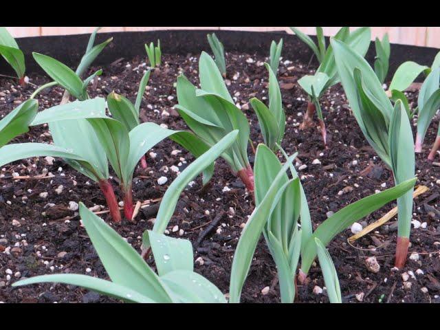 Growing Ramps in Containers (and a few words on sustainability)