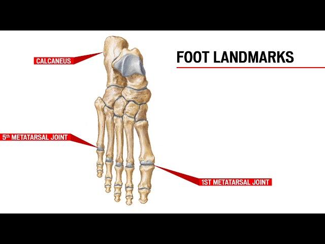 RETÜL Basic Anatomy