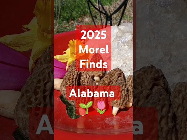 2025 Morel Report Fresh Finds #fypage #fypyoutube #fyptiktok #morelfinds #morelstories #morels