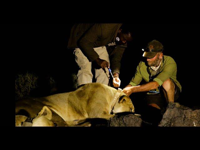 WILD NAMIBIA E02 - The Huab Darting - Witness the Majestic Desert Adapted Lion being collared.