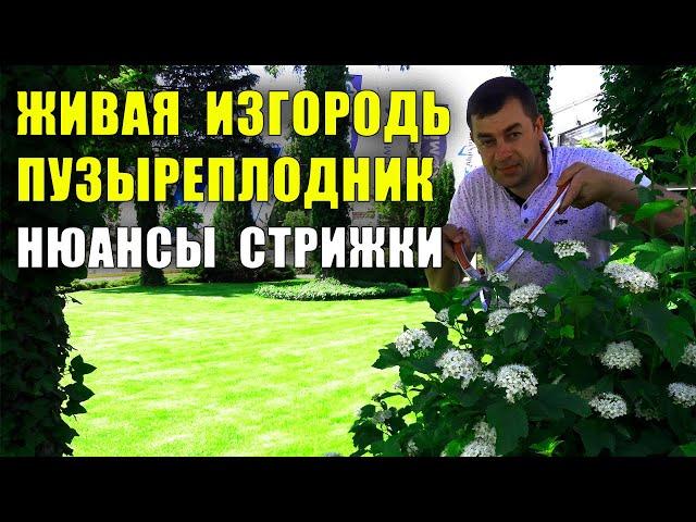 Нюансы стрижки живых изгородей из быстрорастущих кустарников Пузыреплодник калинолистный.