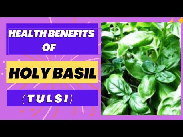 Health Benefits of HOLY BASIL || Tulsi Health Benefits