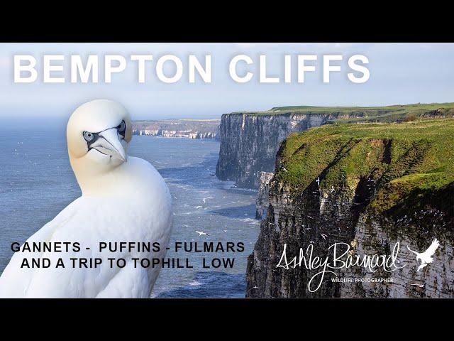 Discover the Spectacular Wildlife of Bempton Cliffs!