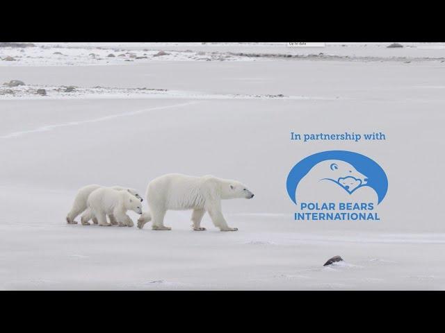 Keeping Wild Places Wild with Polar Bears International