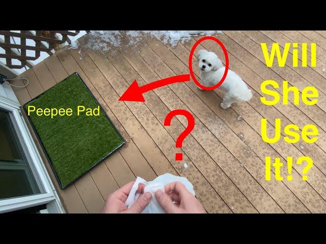 Puppy Potty Training | Pee Pad | Travel Pad | Artificial Grass  Pad Training