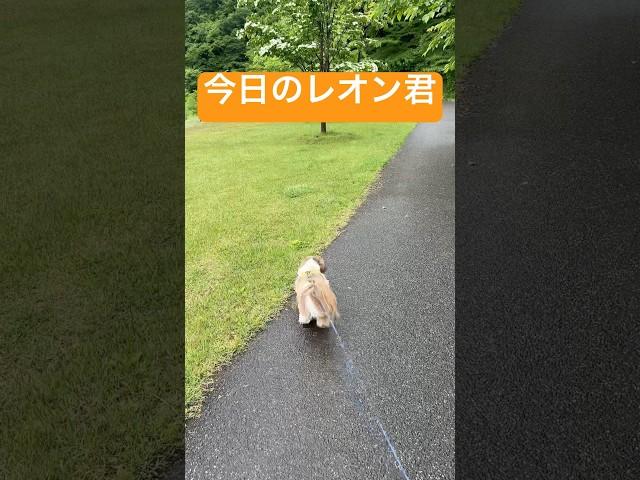 【歴史的瞬間】あの“歩かないシーズー”レオンが…走った!? 天童公園で目撃された奇跡の光景に全世界が震撼！#YouTubeショート#Shorts#トイプードル#シーズー#チョコ#レオン