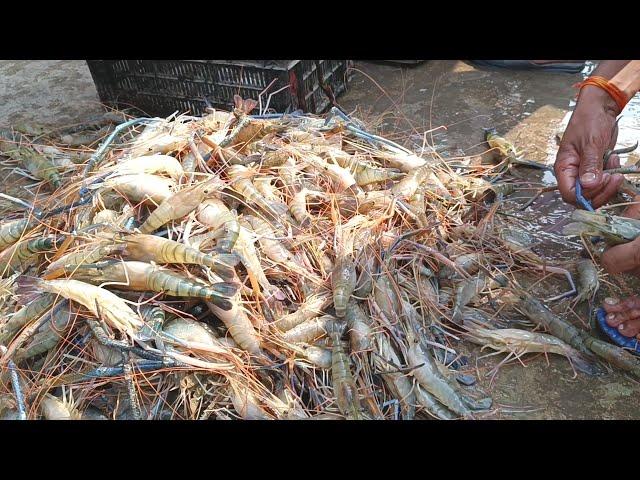 Indian Big Fish Market - Last Part || MALANCHA Fish market in West Bengal