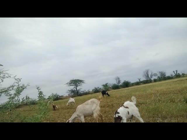 New Animals Amazing Video My Village Info 2022