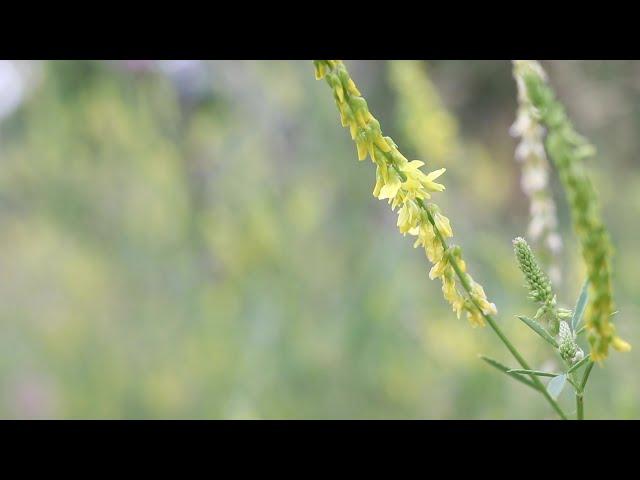 SWEET CLOVER (Melilotus officinalis)