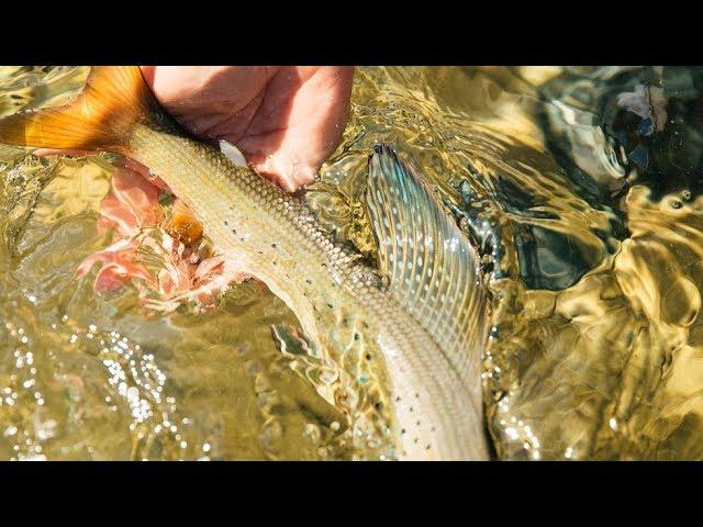 Fishing BC Presents: Fishing Remote Rivers near Prince George with April Vokey