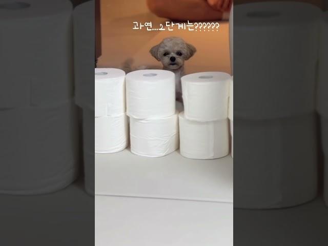 장마철우리댕댕이와실내에서노는방법! #maltipoo #강아지 #puppy #토리의하루 #토리 #말티푸토리