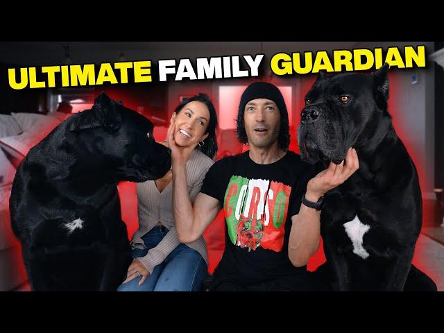 Why the Cane Corso is the ULTIMATE Family Guardian