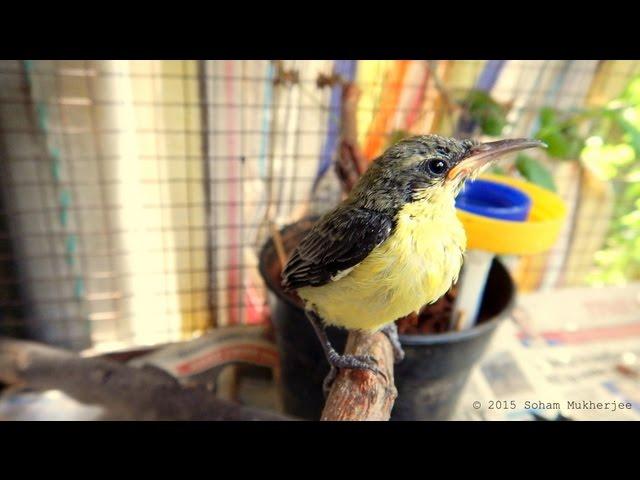 Purple sunbird (orphan) rehabilitation. Case study published (link in description).