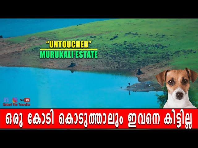 MURUKALI ESTATE | SHEIKALMUDI | SHOLAYAR DAM CITY  | ഒരു നായിന്റെ കഥ