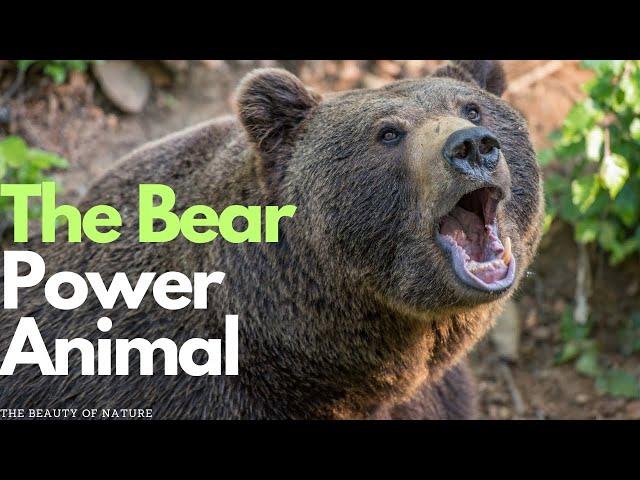 "The Bear Power Animal: Unleashing Your Inner Strength and Wisdom"