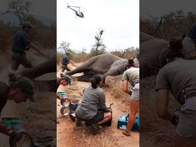 Up Close with a HUGE Sleeping Elephant!