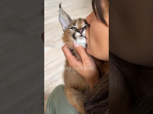 My love  #caracal girl ️