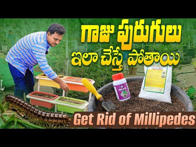 Get rid of Millipedes easily గాజు పురుగులు ఇలా చేస్తే పోతాయి