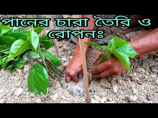 পানের চারা তৈরির সহজ উপায়। যে ভাবে পানের চারা রোপন করবেন।